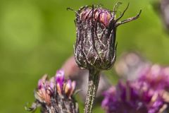 New York Ironweed