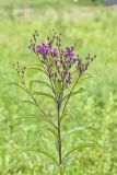 New York Ironweed, Vernonia noveboracensis