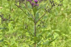 New York Ironweed, Vernonia noveboracensis