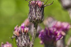New York Ironweed, Vernonia noveboracensis