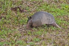 Nine-banded Armadillo, Dasypus novemcinctus