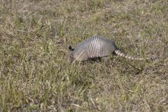 Nine-banded Armadillo, Dasypus novemcinctus