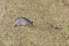 Nine-banded Armadillo, Dasypus novemcinctus