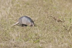 Nine-banded Armadillo, Dasypus novemcinctus