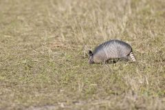 Nine-banded Armadillo, Dasypus novemcinctus