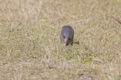 Nine-banded Armadillo, Dasypus novemcinctus