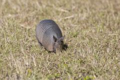 Nine-banded Armadillo, Dasypus novemcinctus