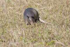 Nine-banded Armadillo, Dasypus novemcinctus