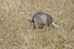 Nine-banded Armadillo, Dasypus novemcinctus