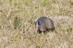 Nine-banded Armadillo, Dasypus novemcinctus