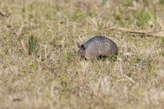 Nine-banded Armadillo, Dasypus novemcinctus