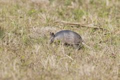 Nine-banded Armadillo, Dasypus novemcinctus