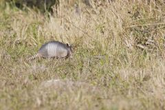 Nine-banded Armadillo, Dasypus novemcinctus