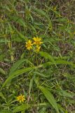 Nodding Bur Marigold, Bidens cernua