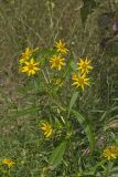 Nodding Bur Marigold, Bidens cernua