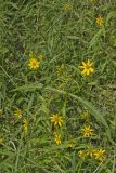 Nodding Bur Marigold, Bidens cernua