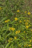 Nodding Bur Marigold, Bidens cernua