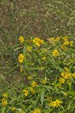 Nodding Bur Marigold, Bidens cernua