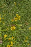 Nodding Bur Marigold, Bidens cernua