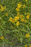 Nodding Bur Marigold, Bidens cernua