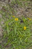 Nodding Bur Marigold, Bidens cernua