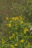 Nodding Bur Marigold, Bidens cernua