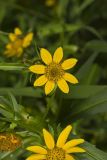 Nodding Bur Marigold, Bidens cernua