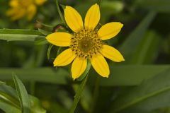 Nodding Bur Marigold