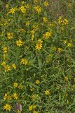 Nodding Bur Marigold, Bidens cernua