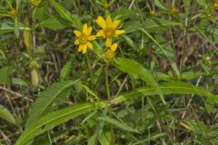 Nodding Bur Marigold, Bidens cernua