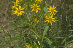 Nodding Bur Marigold, Bidens cernua
