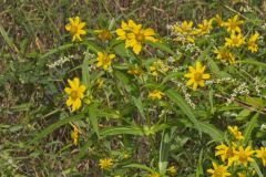 Nodding Bur Marigold, Bidens cernua