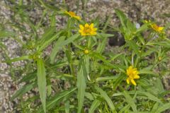 Nodding Bur Marigold, Bidens cernua