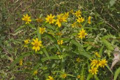 Nodding Bur Marigold, Bidens cernua