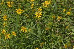 Nodding Bur Marigold, Bidens cernua