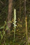 Nodding Ladys' Tresses, Spiranthes cernua