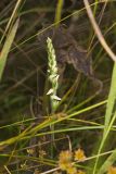 Nodding Ladys' Tresses, Spiranthes cernua