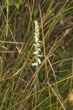 Nodding Ladys' Tresses, Spiranthes cernua