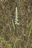 Nodding Ladys' Tresses, Spiranthes cernua