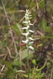 Nodding Ladys' Tresses, Spiranthes cernua