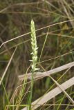 Nodding Ladys' Tresses, Spiranthes cernua