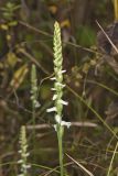 Nodding Ladys' Tresses, Spiranthes cernua