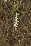 Nodding Ladys' Tresses, Spiranthes cernua