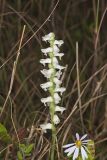 Nodding Ladys' Tresses, Spiranthes cernua