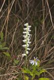 Nodding Ladys' Tresses, Spiranthes cernua