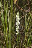 Nodding Ladys' Tresses, Spiranthes cernua