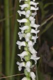 Nodding Ladys' Tresses, Spiranthes cernua