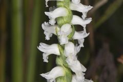 Nodding Ladies' Tresses