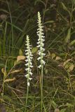 Nodding Ladys' Tresses, Spiranthes cernua