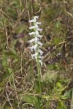 Nodding Ladys' Tresses, Spiranthes cernua